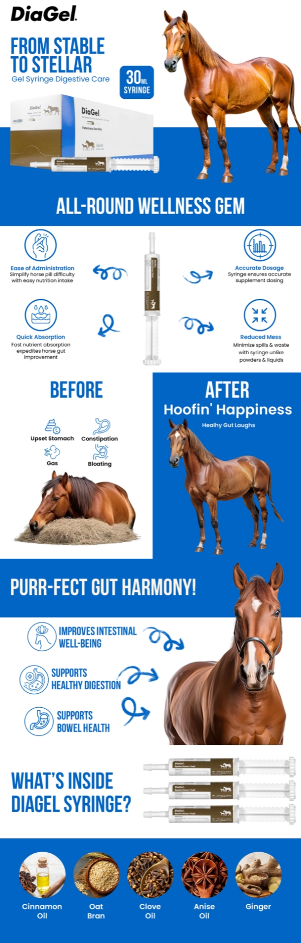 Equine Digestive Wellness Infographic